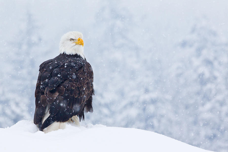 The Eagle's Cry Takes On A Frozen BHS